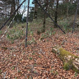 昔はこの辺り笹薮だったそうですが、今や鹿の食害で笹はちらほらしかない……
柵で保護しているところは大分回復しているのがわかる