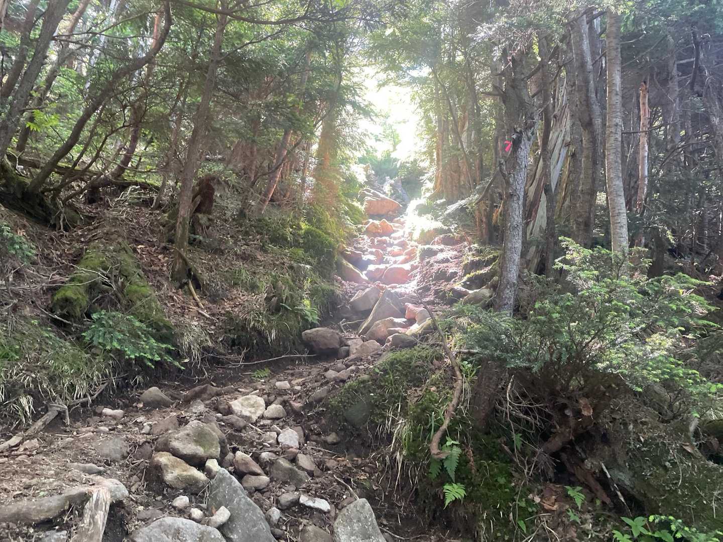 太郎山へ向けて登っています。
なんとなくひらける予感が・・・。
でも、ひらけませんでした⤵︎