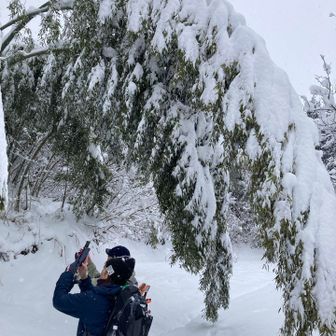 タケバウワーを撮影中〜