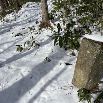 お久しぶりです！
いざ、鎌倉（ホロヒラ）！
