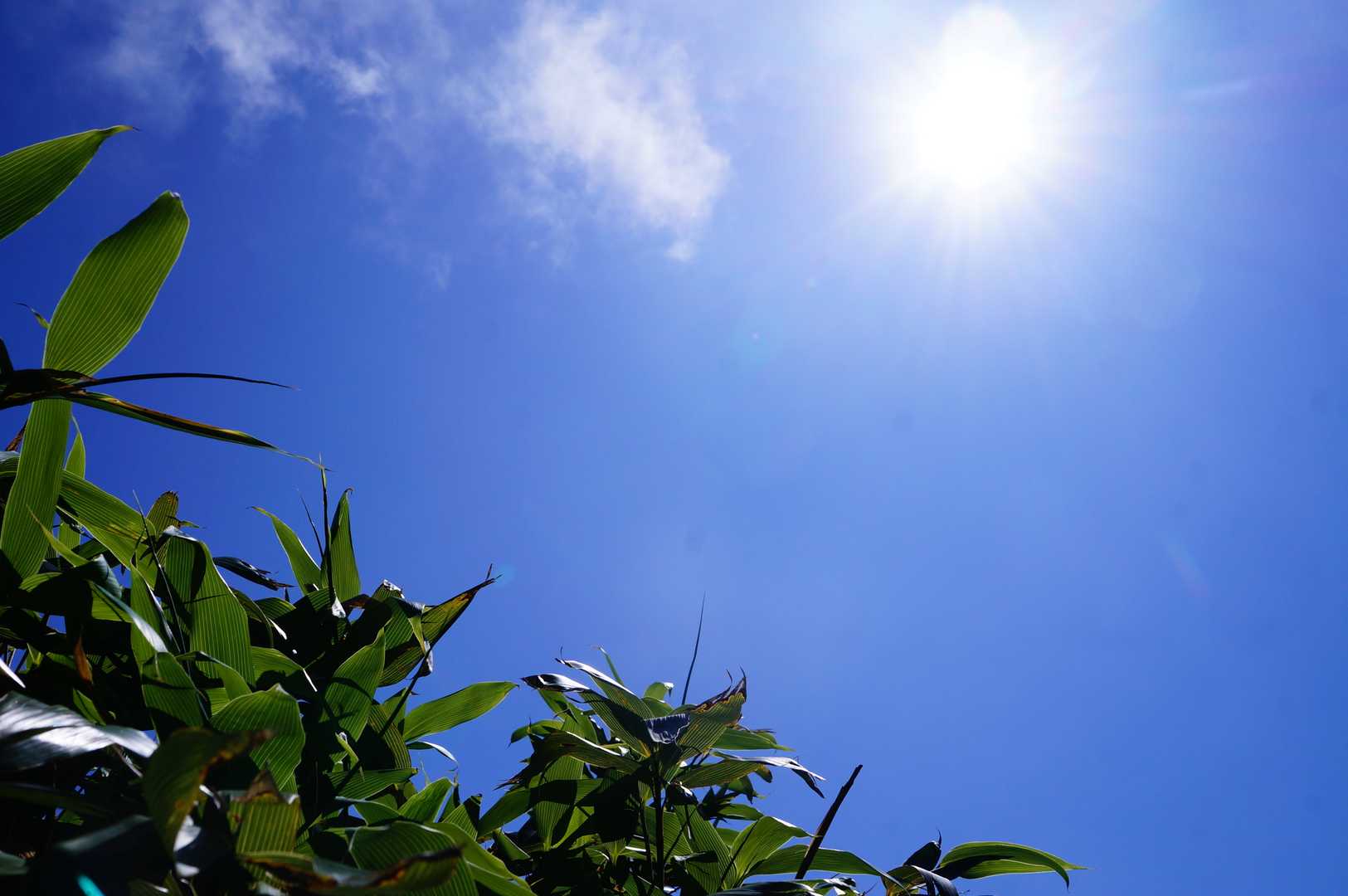 礼文岳-礼文岳登山口 縦走コースの写真