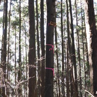 わかります？
標識はかなり上にあります🪧
ピンクテープが標識の目印だけど…高すぎない？🤔