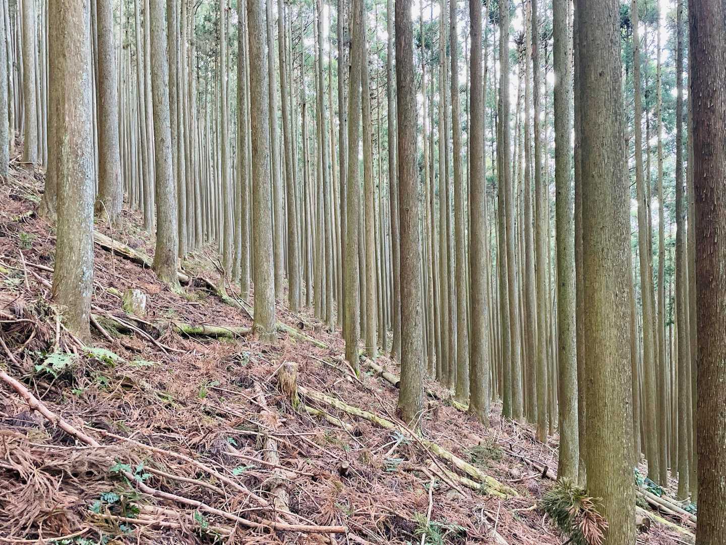 結構な勾配😅