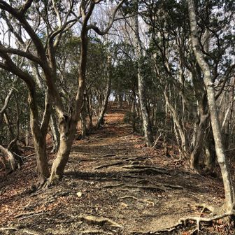 分岐からちょっと上がって偉主山（いぬやま）のピークを取りに。