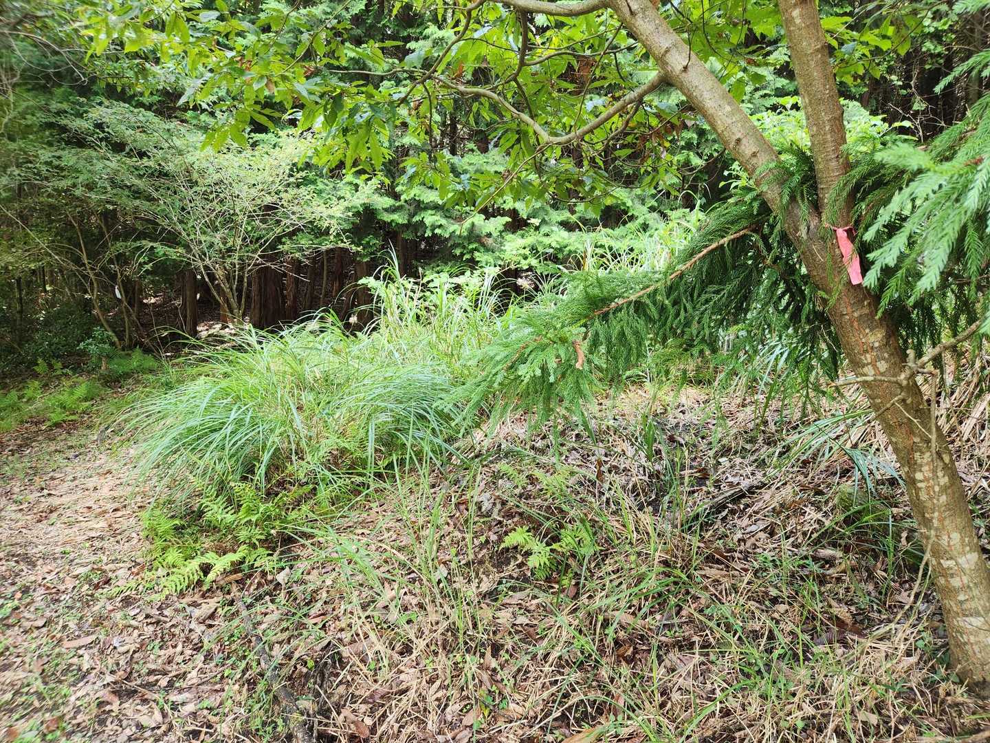 登山道入口が分かりにくい