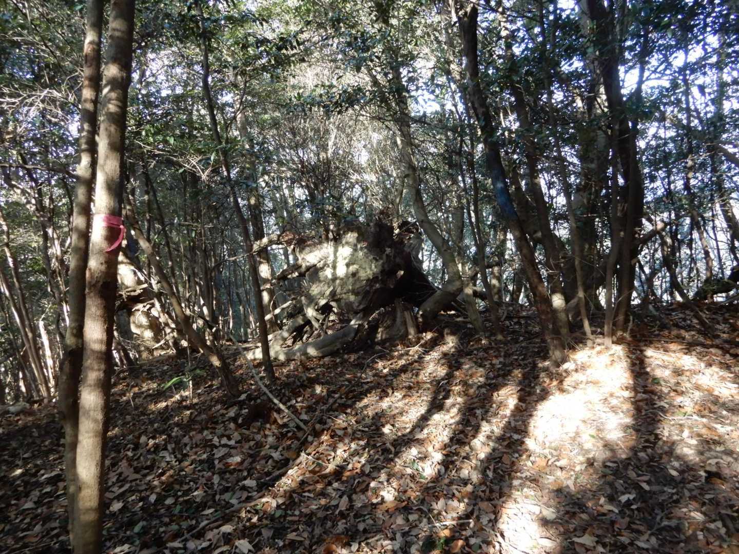 防長山野へのいざない第3集によると大平山とあるが標識は無い