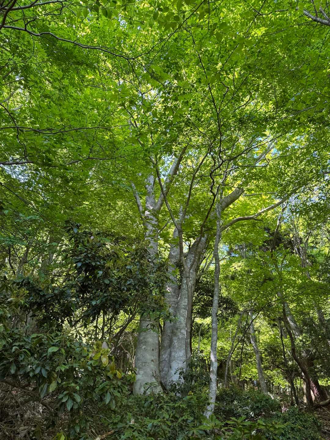 イン谷口バス停-ノタノホリ-堂満岳-金糞峠 周回コースの写真