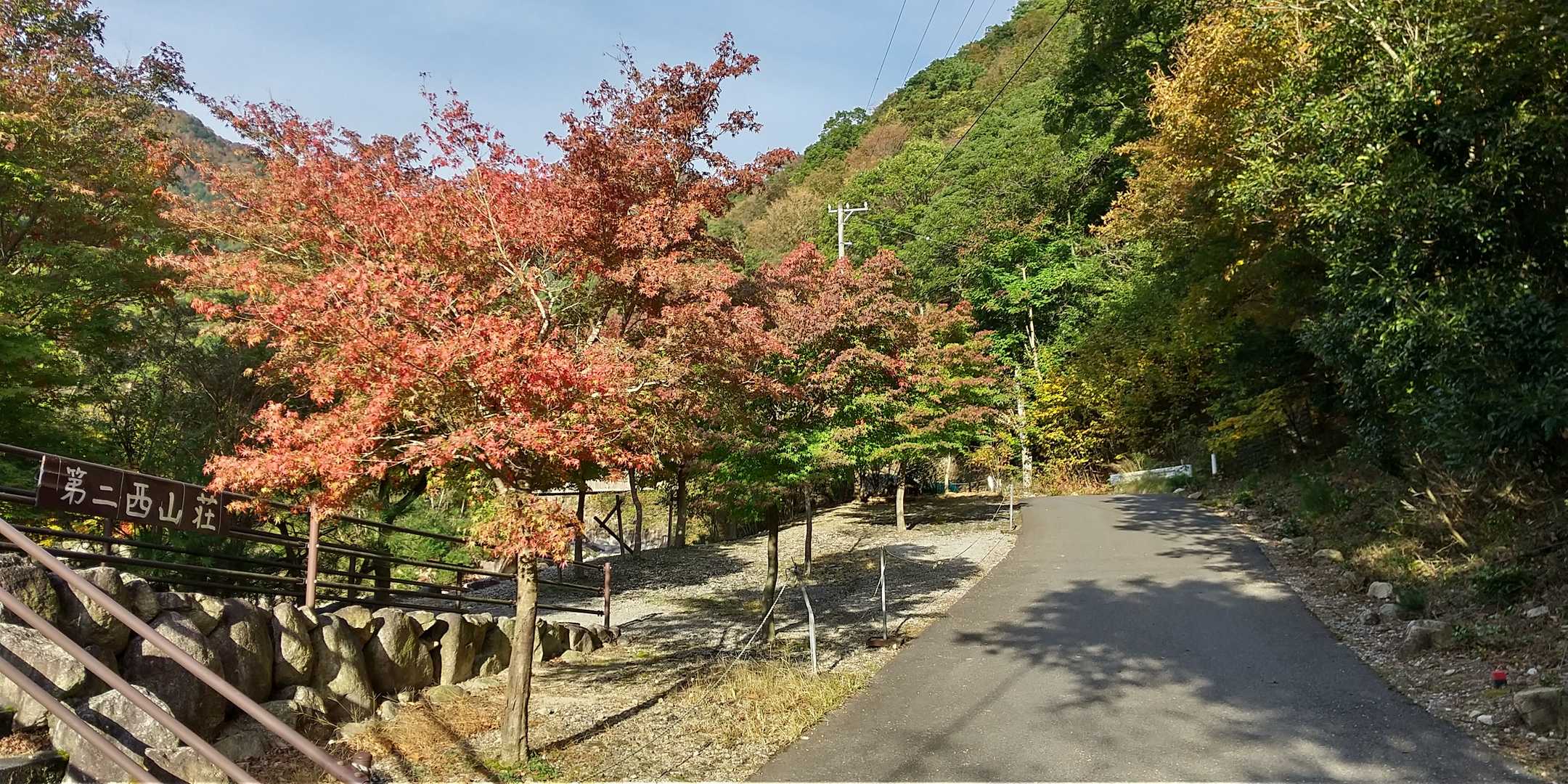 ここのモミジは毎年きれいなグラデーションカラーになります。絶好の撮影ポイントです📸