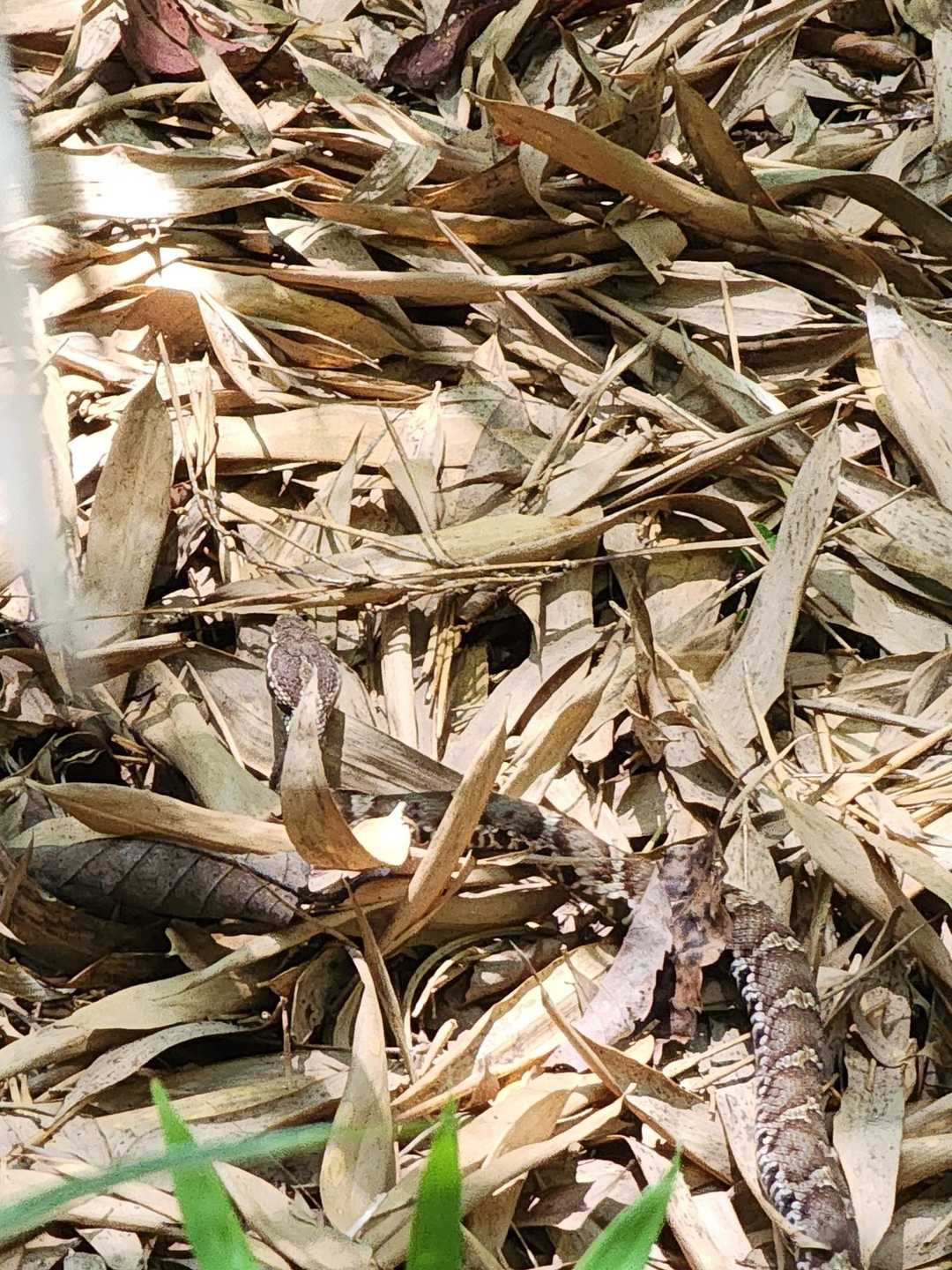いきなり🐍