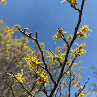 マンサクを見に大好きなくじゅうへ🌳🟡 そしてくじゅう納め