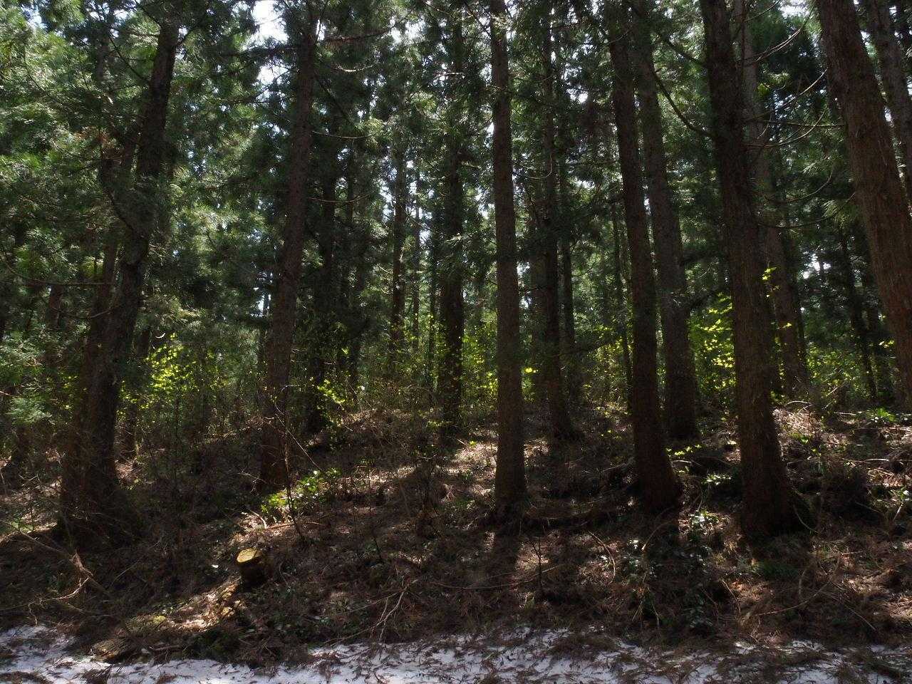 鋸山・花立コース登山口-花立峠-枡形山-萱峠-萱峠コース入 周回コースの写真