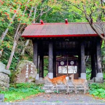 大雪山層雲峡神社と鹿の親子に手を合わせます⛩️