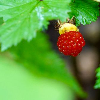 キイチゴ🍓
下山します