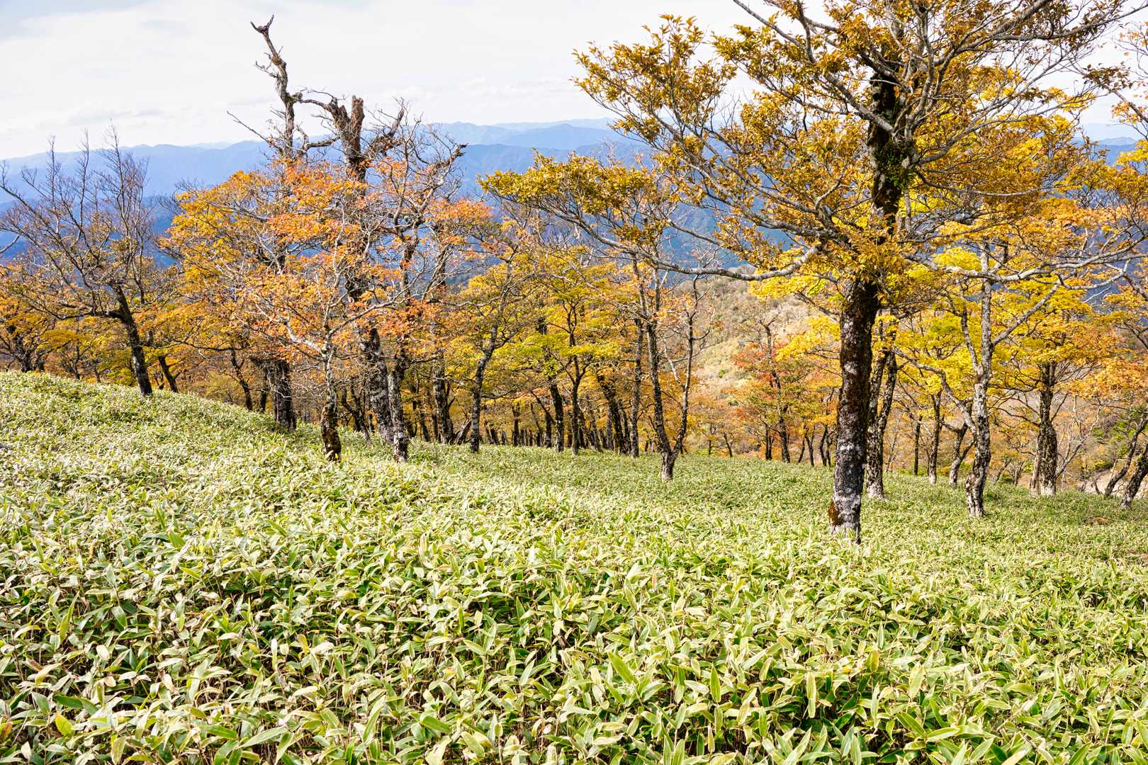 太尾登山口-古田ノ森-千丈平-釈迦ヶ岳 往復コースの写真