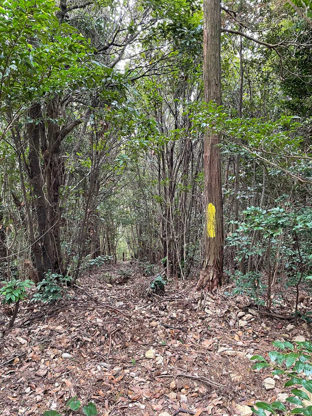 南西方面の尾根に向かう道かな？
