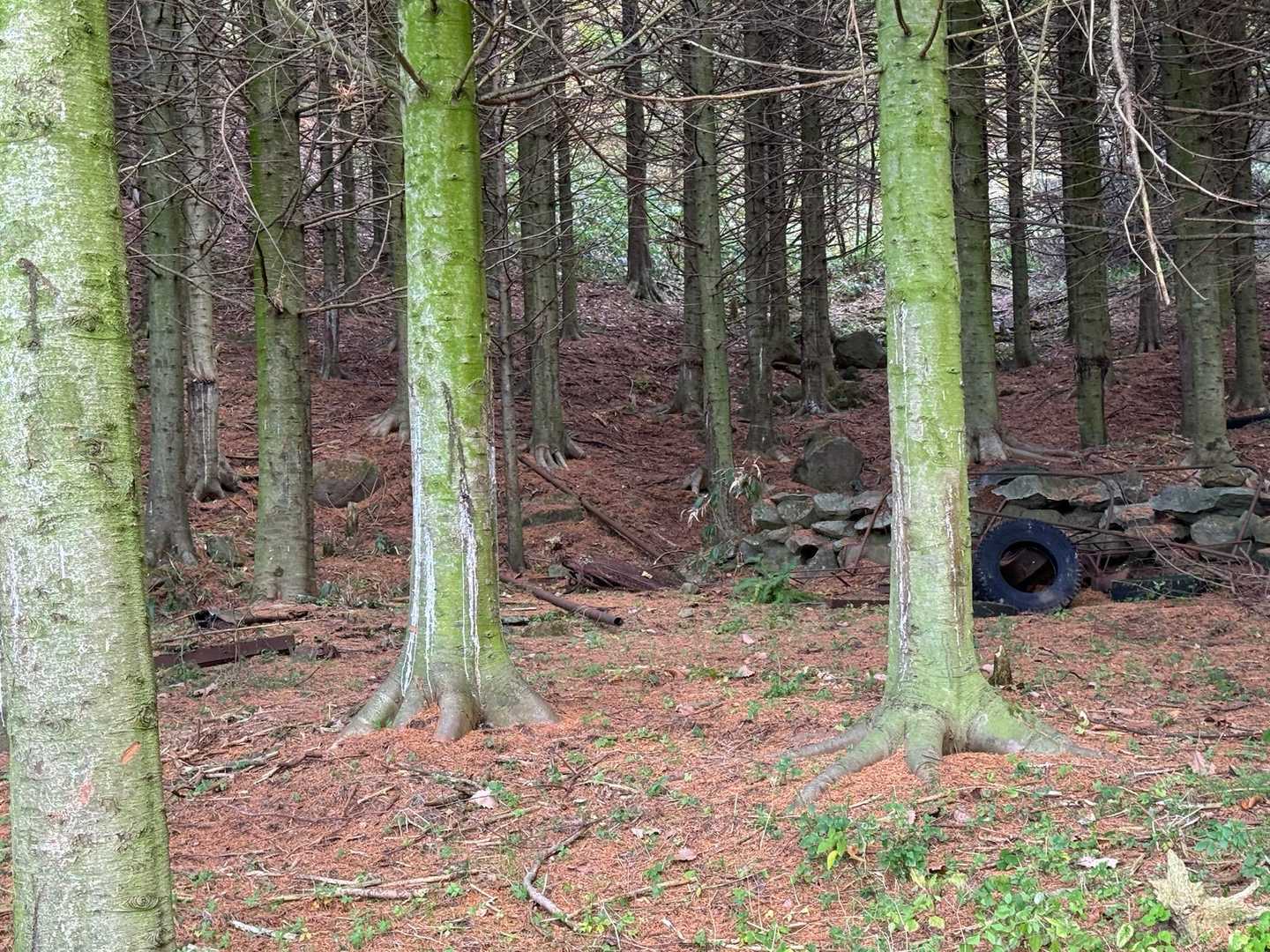 稀府岳 周回コースの写真