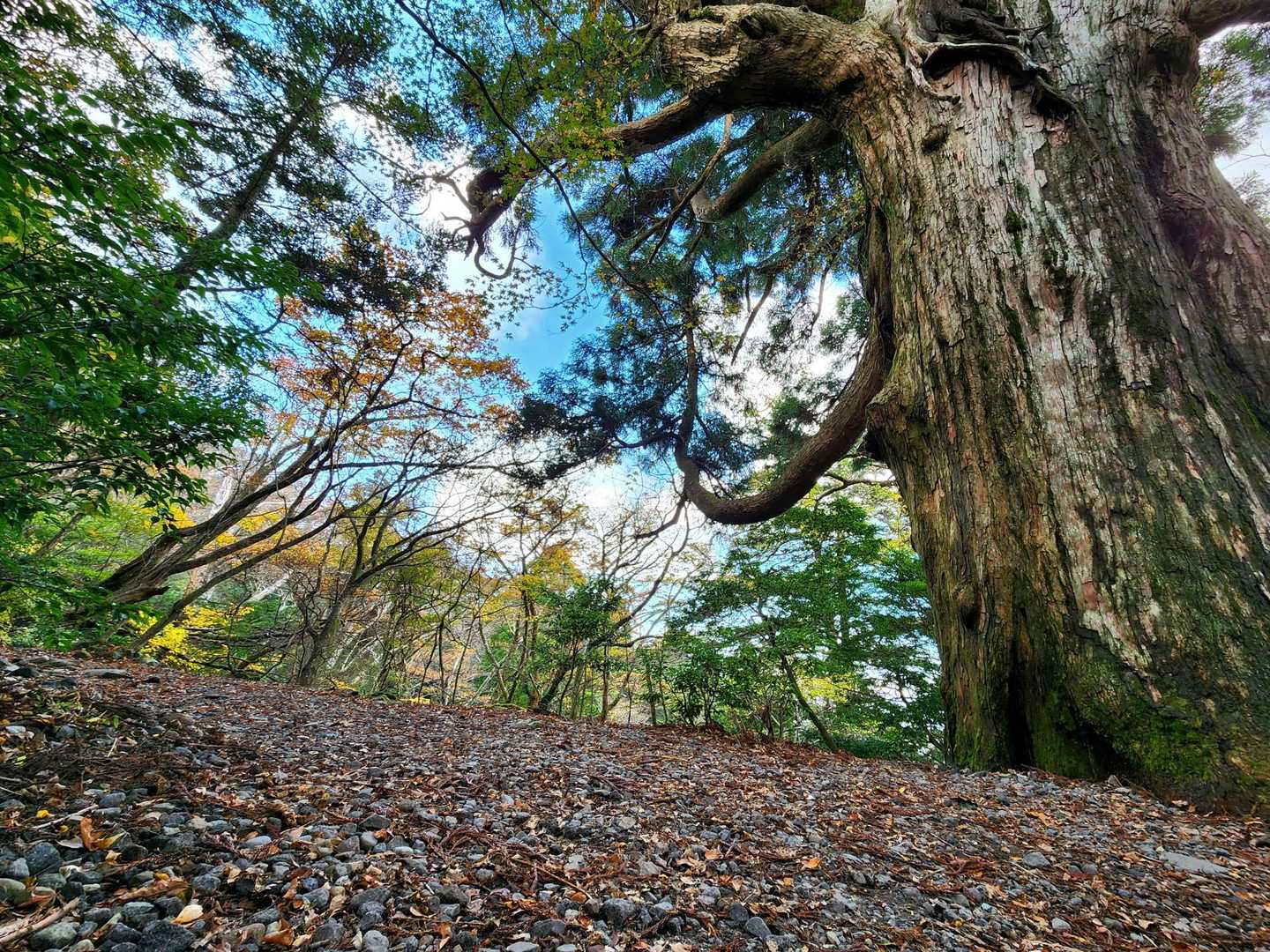 白鳥山-六観音堂-硫黄山北登山口 縦走コースの写真