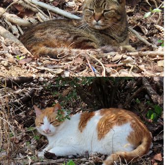 ニャンか用か？