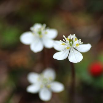 もうバスの時間が迫ってきたので、横川中堂の下の道で名残惜しんで