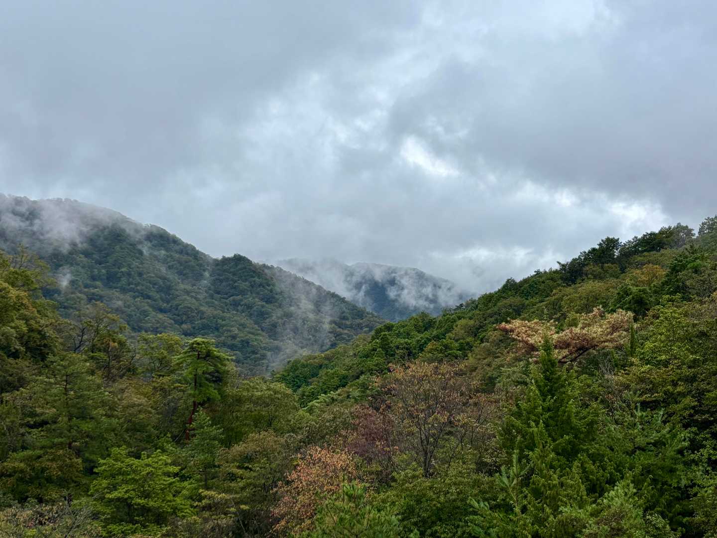 いきなり復路
雨足が弱まったのでパチリ
的場山だと思います