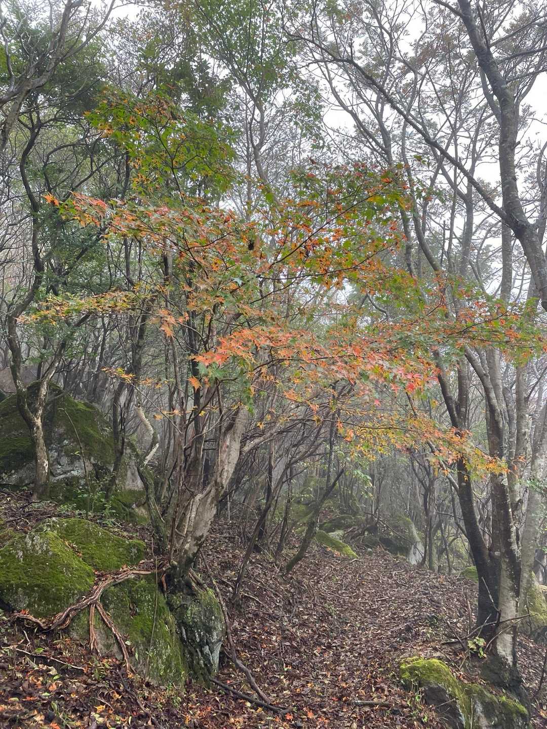 なんだか今年の紅葉はいつもと違う感じがする🤔