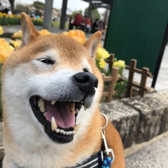 ひるねもぐもぐ