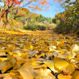 イチョウの絨毯🍂✨️

わぁー！こんな素敵な道が待っているなんて♪