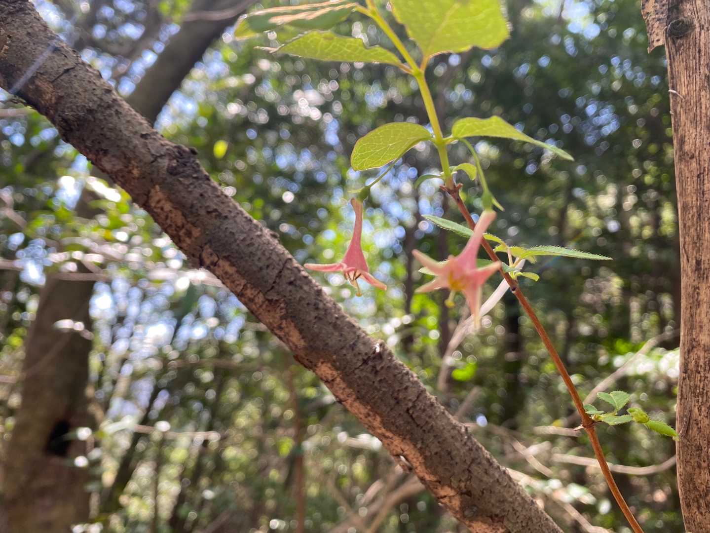 ウグイスカグラ
細くってピントが合わない〜