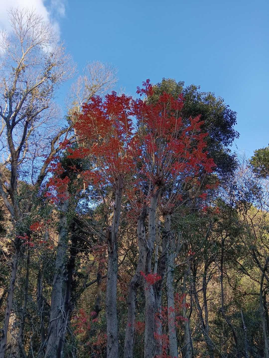 まだ紅葉が🍁🔵😃
迷いながらも無事下山出来ました🙏