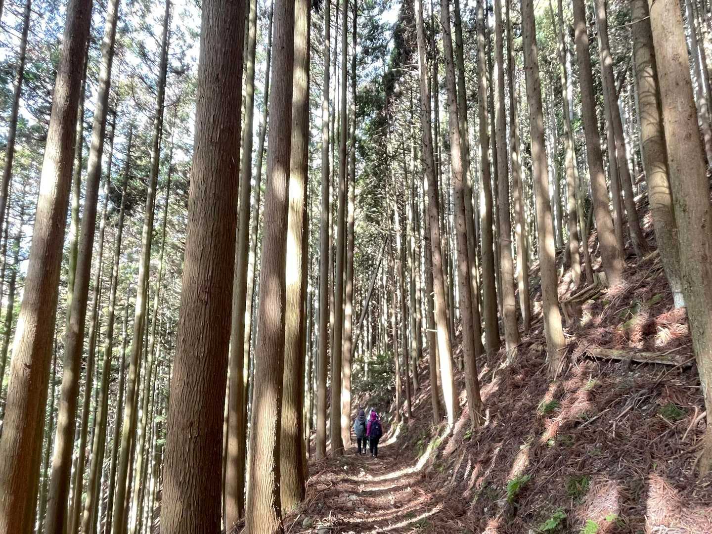 ずっとこんな感じの針葉樹🌲
