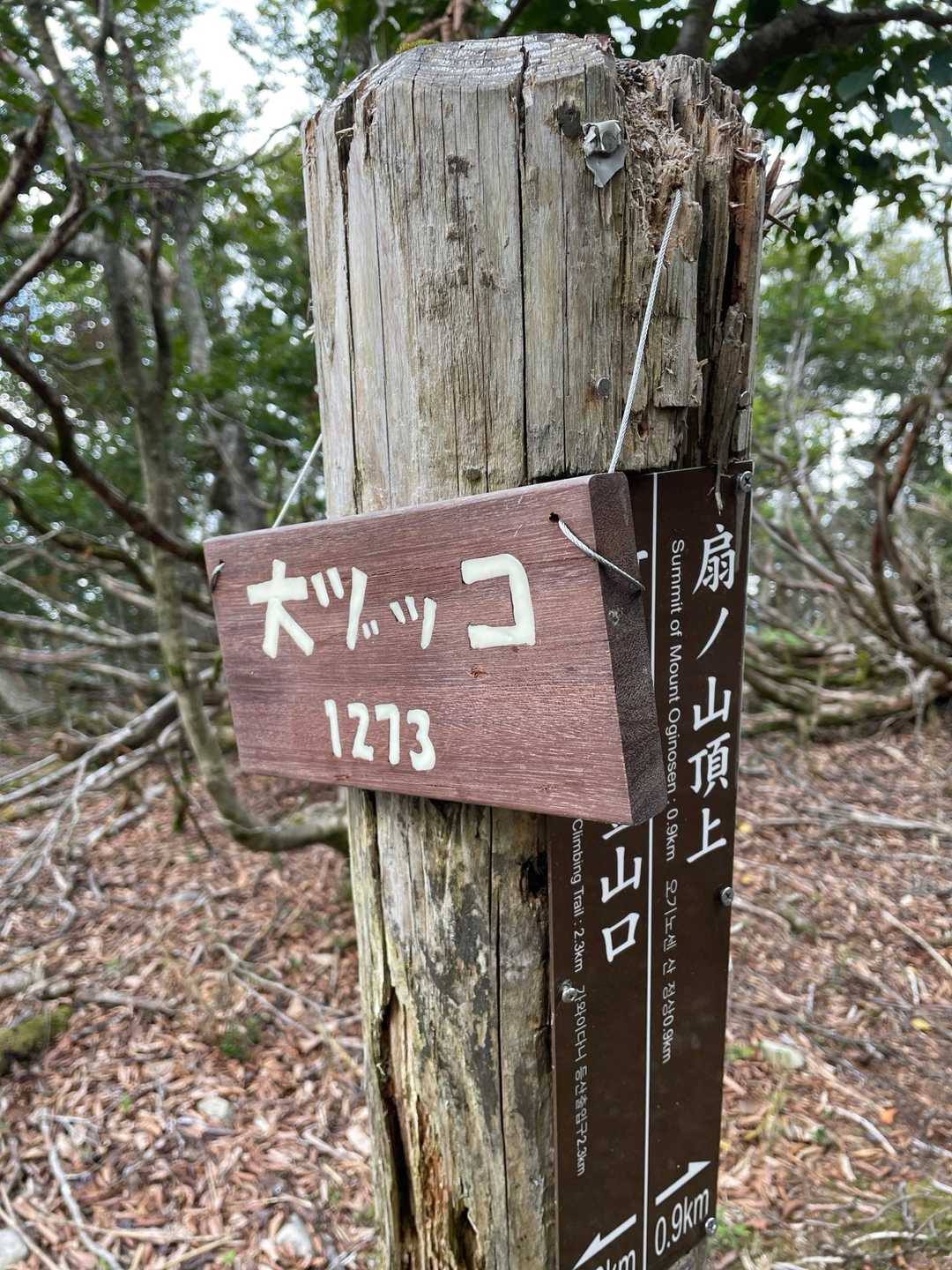 大ヅッコ着　1273mもあるんか☺️