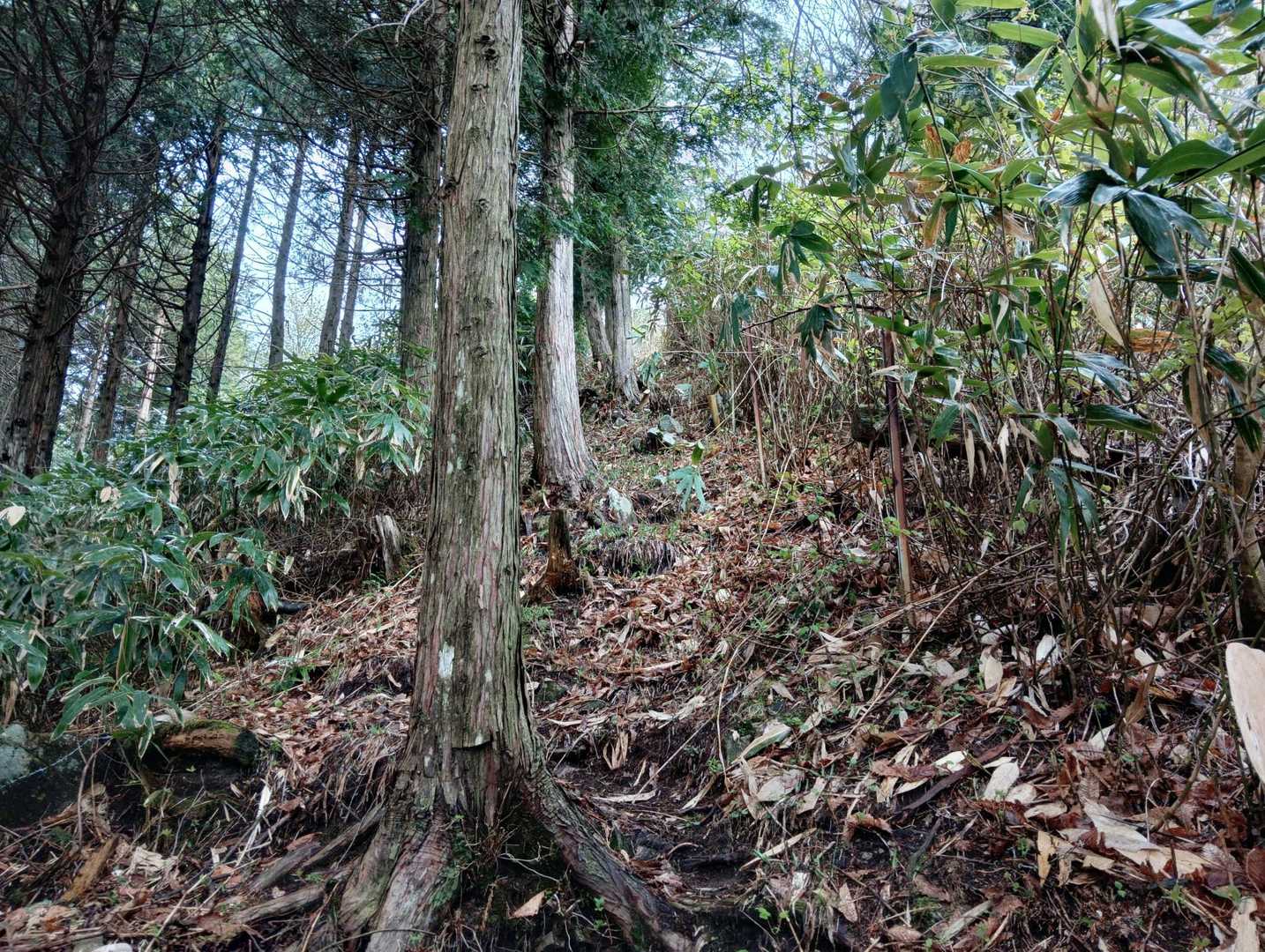 笹藪の急登ルートを😣🚶