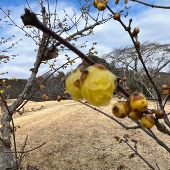 蝋梅チェック🌸