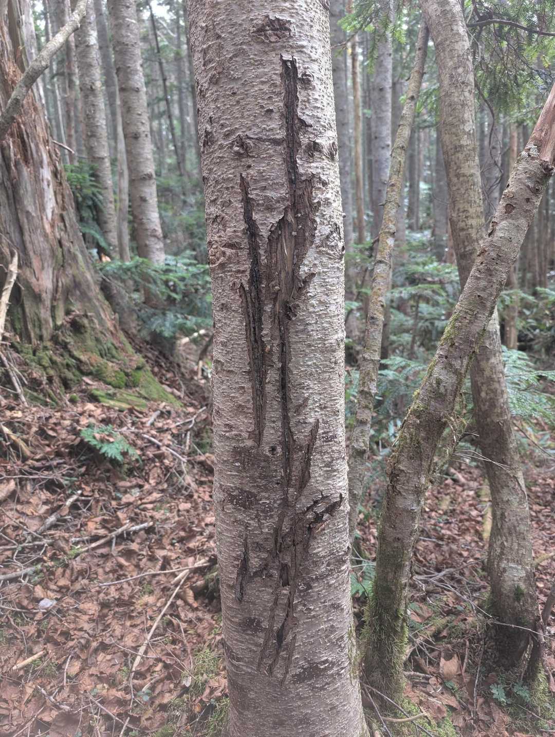 ゾクゾクするやろ🐻‍