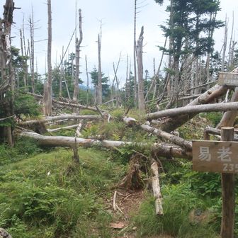長い長い急登を終え 
易老岳にようやく到着！ 
オニギリ休憩