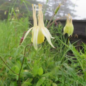 花の真ん中が珍しい