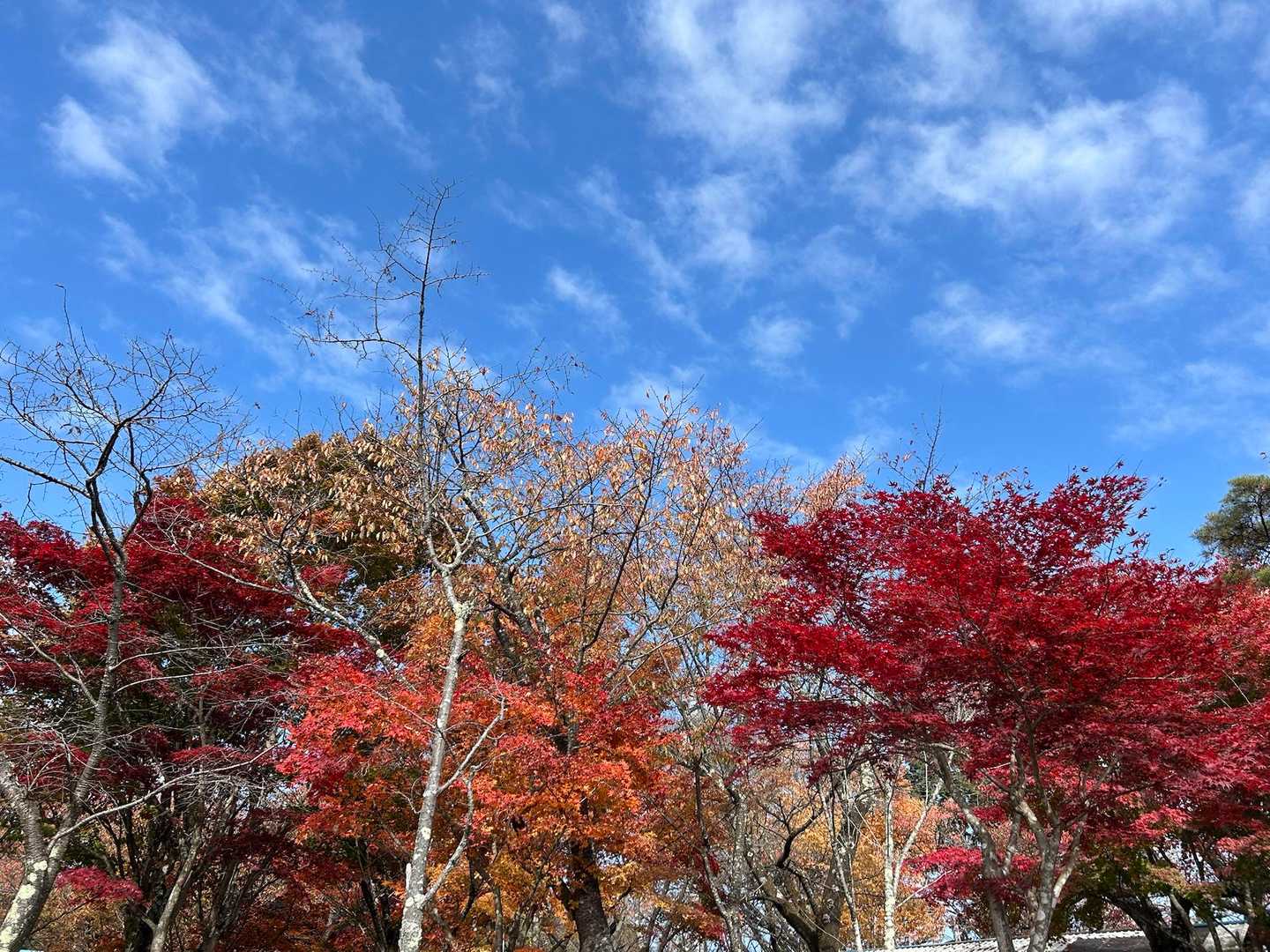 秋🍂いいなぁ🥰

城山は大宴会場です🍺🍚
