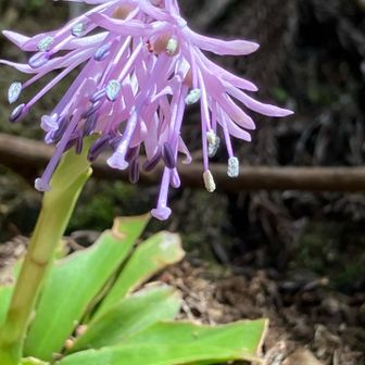 ショウジョウバカマ☺️