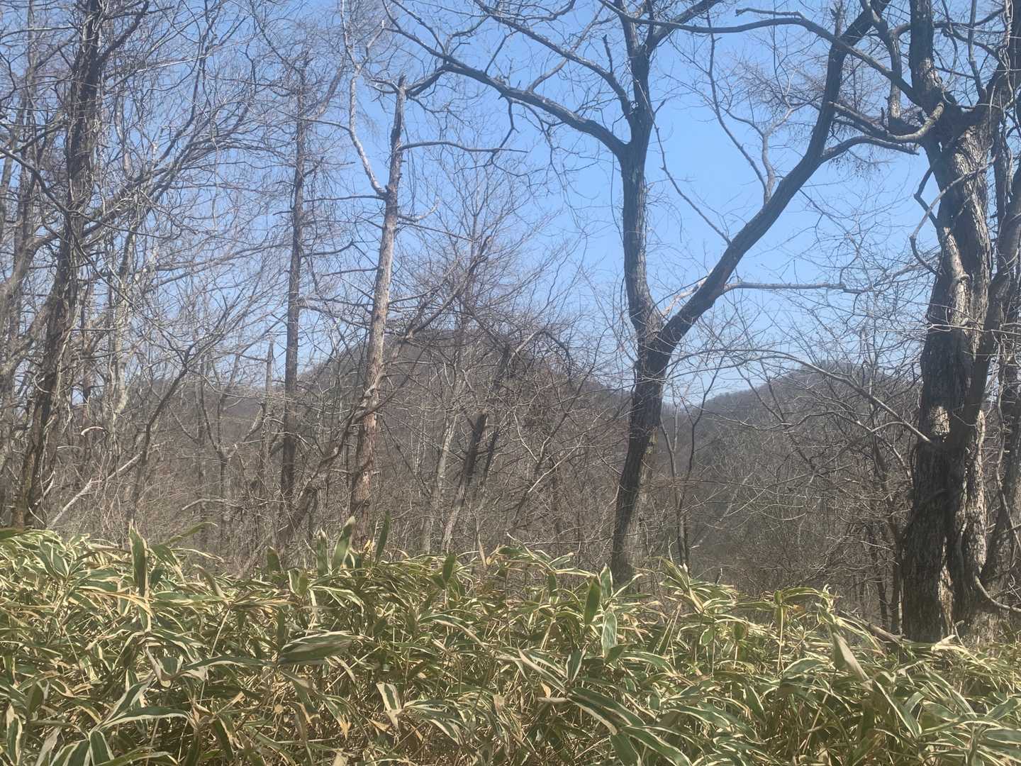 木が邪魔ですが左から７５６山、あけら山、青麻山。