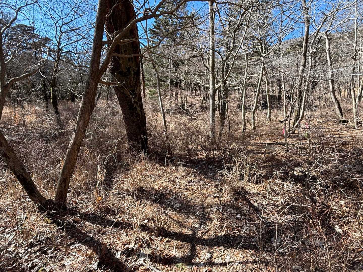 谷を上がって次の目的地へ！
ここ、YAMAPのルートから外れた方向にピンクテープが付けられてます。
なんでかな〜？どっちが正解なのかな〜？
ちょっと悩んだけどピンテを信じてYAMAPルートから外れて進む