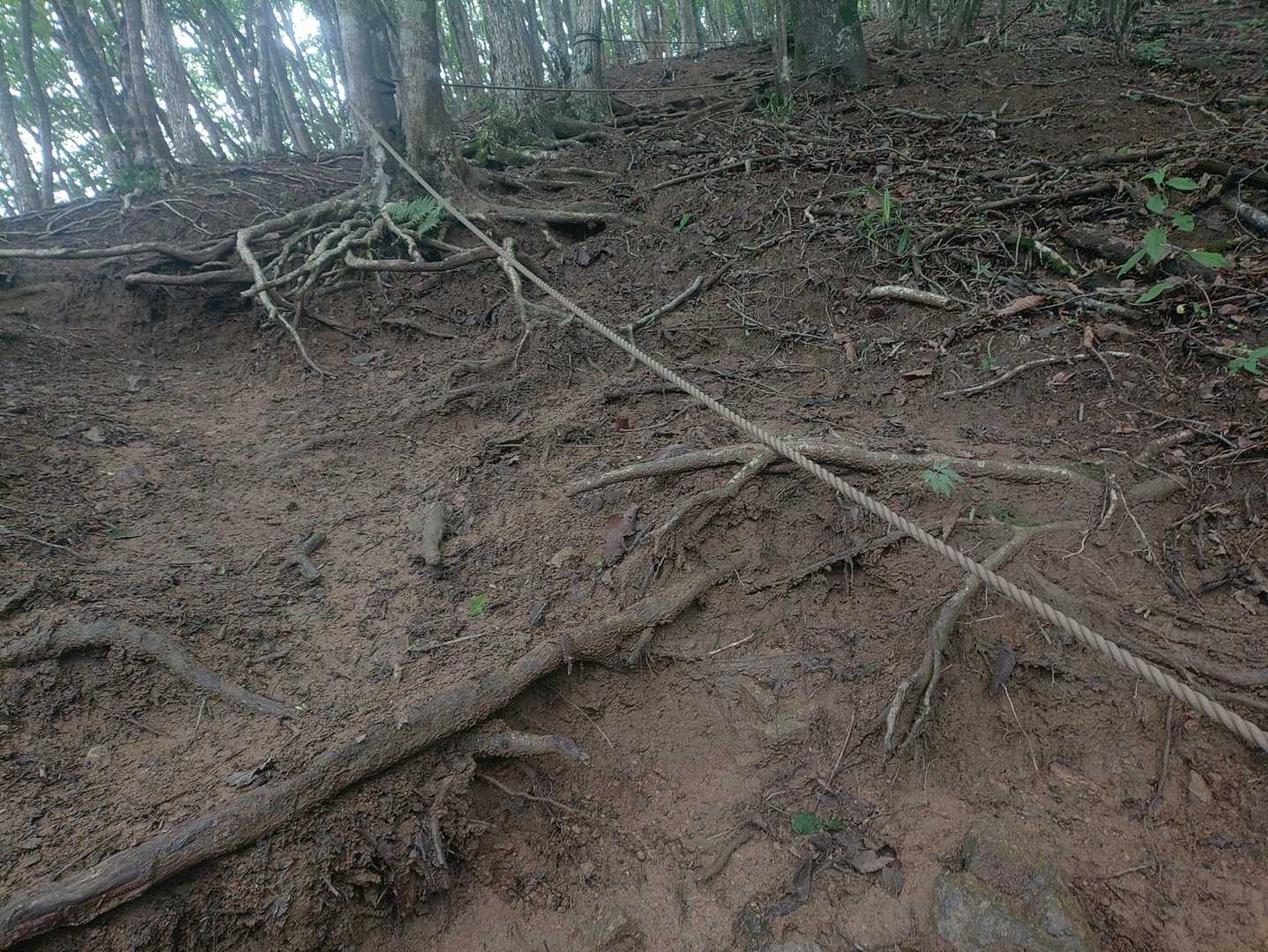 んで二子山に向かう途中はかなりキツイです(*ﾟｰﾟ)
カフェオレ色のぬるぬる地面の急登を滑らないように登る(*ﾟｰﾟ)