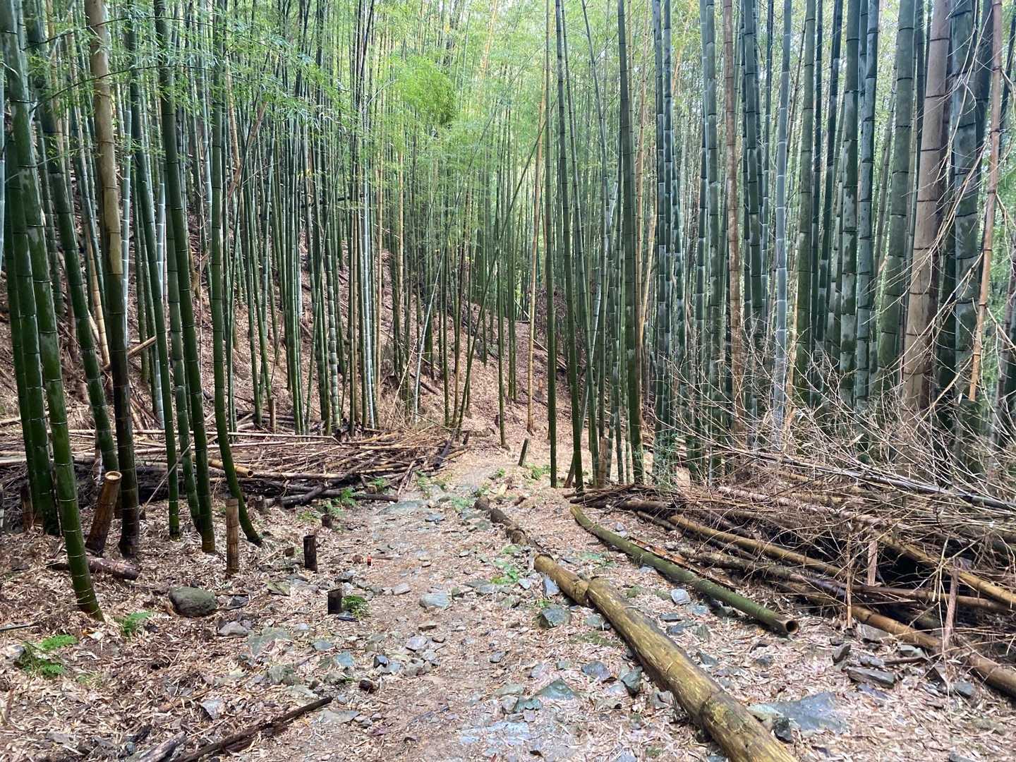 滑りやすい道。お借りした傘🌂を杖代わりに😁