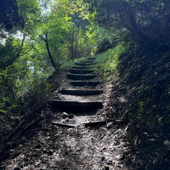 雨上がりで湿ってたので階段はありがたい。