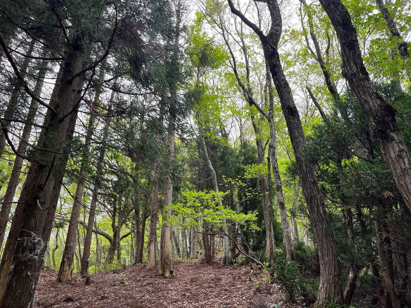 シチグレ峠-百里ヶ岳 往復コースの写真