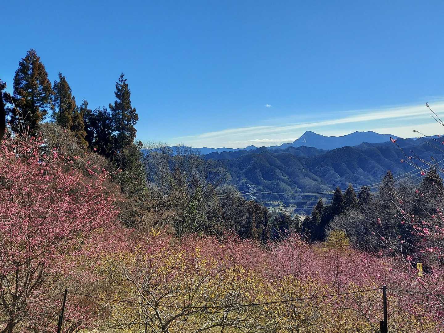 紅梅が一面ピンクです✿