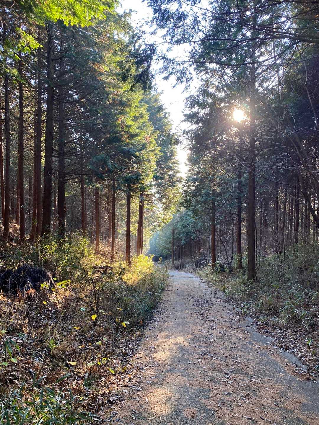小野子山-中ノ岳-十二ヶ岳 往復コースの写真