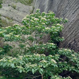 クサギ
