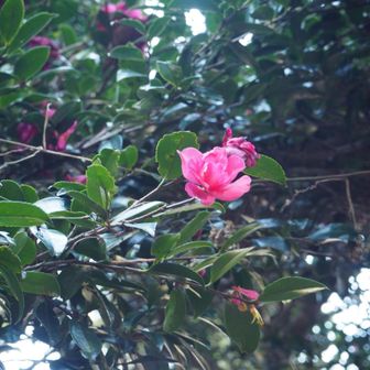 サザンカが咲いている🌸