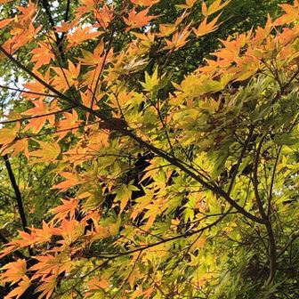 まだ一部だけの紅葉🍁