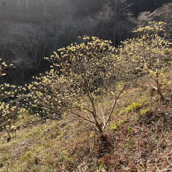 カタクリやアヅマイチゲなども
咲いてました。

駐車場🅿️の場所が以前と変わってました。300m先へ🚙